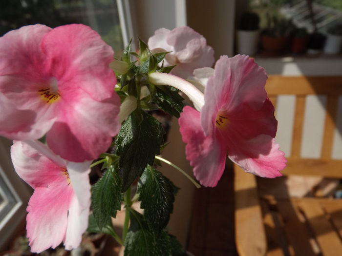 DSCF1560 - ACHIMENES