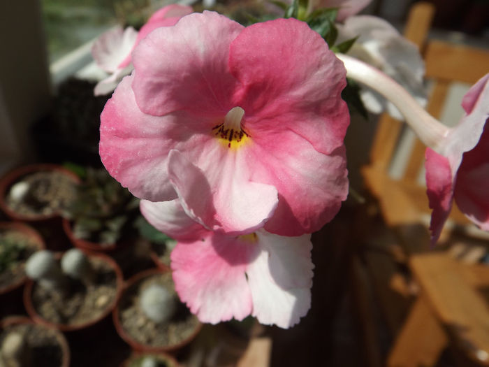 DSCF1561 - ACHIMENES