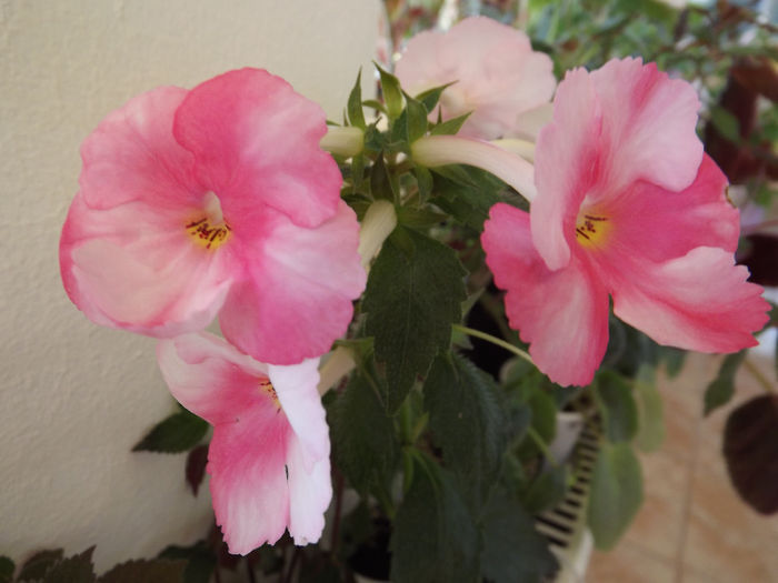 DSCF1537 - ACHIMENES