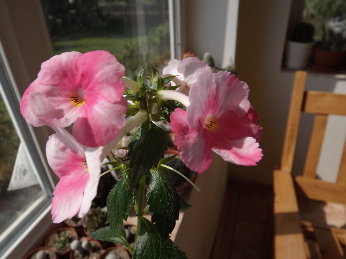 DSCF1559 - ACHIMENES