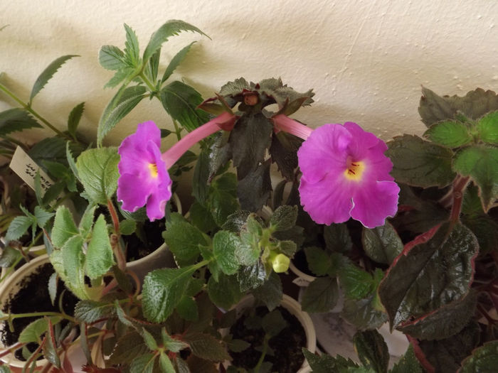 DSCF1867 - ACHIMENES