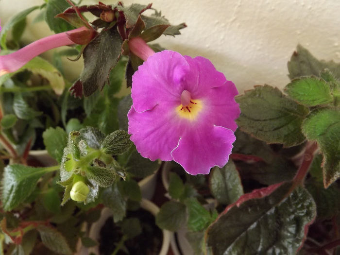 Salome - ACHIMENES