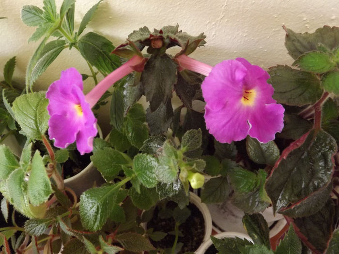 DSCF1869 - ACHIMENES