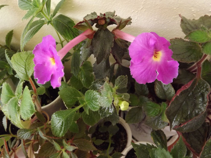 DSCF1870 - ACHIMENES