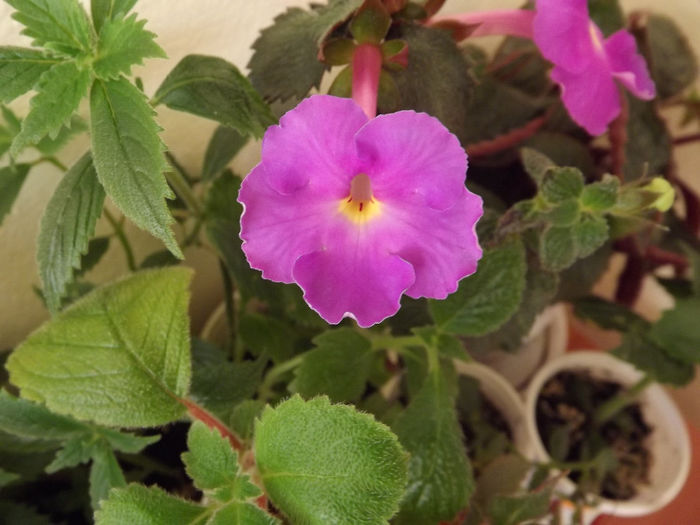DSCF1871 - ACHIMENES