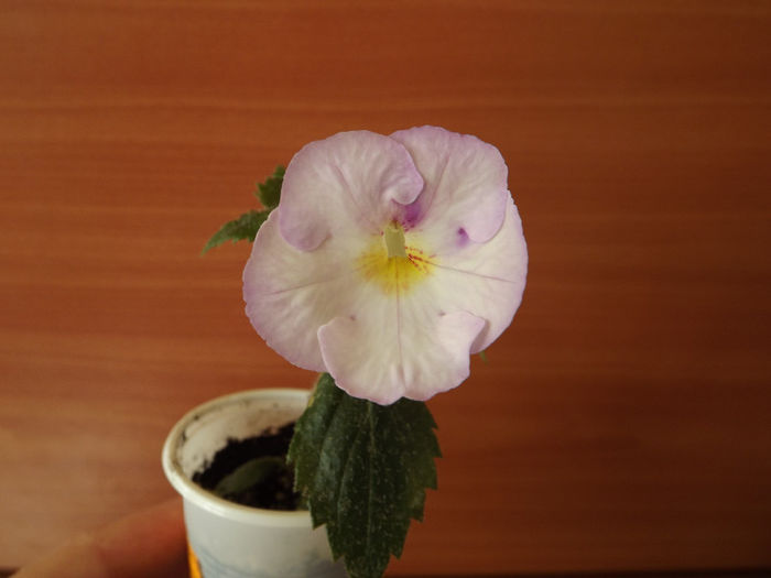 DSCF1872 - ACHIMENES