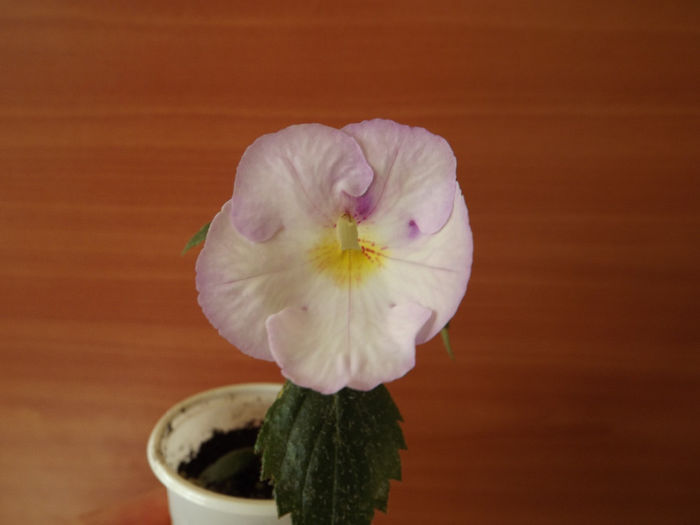 DSCF1873 - ACHIMENES