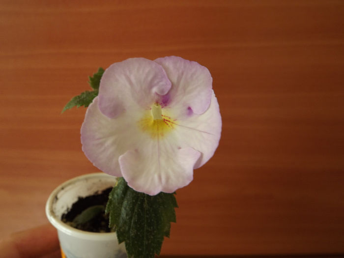 DSCF1874 - ACHIMENES