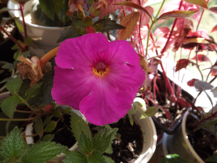 DSCF1879 - ACHIMENES