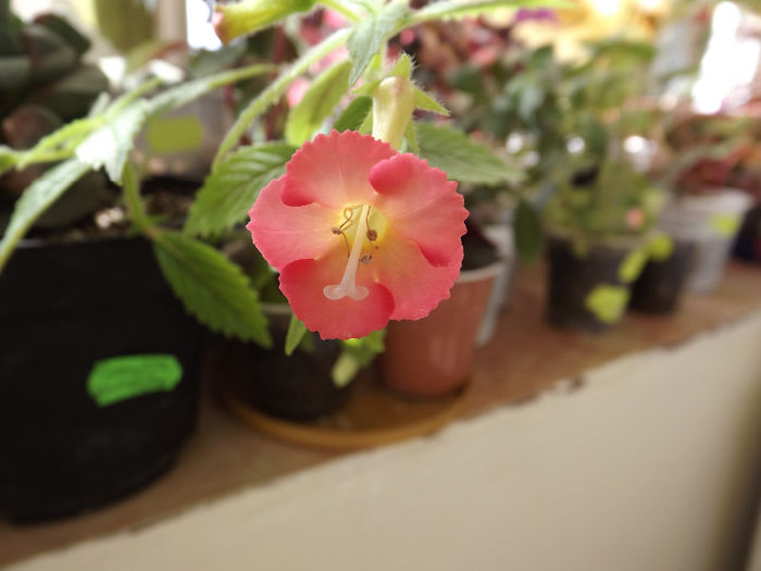 DSCF1877 - ACHIMENES