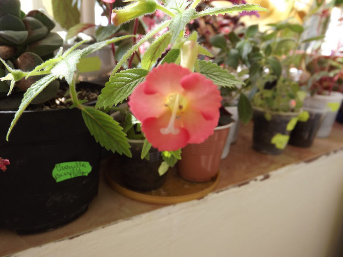 DSCF1878 - ACHIMENES