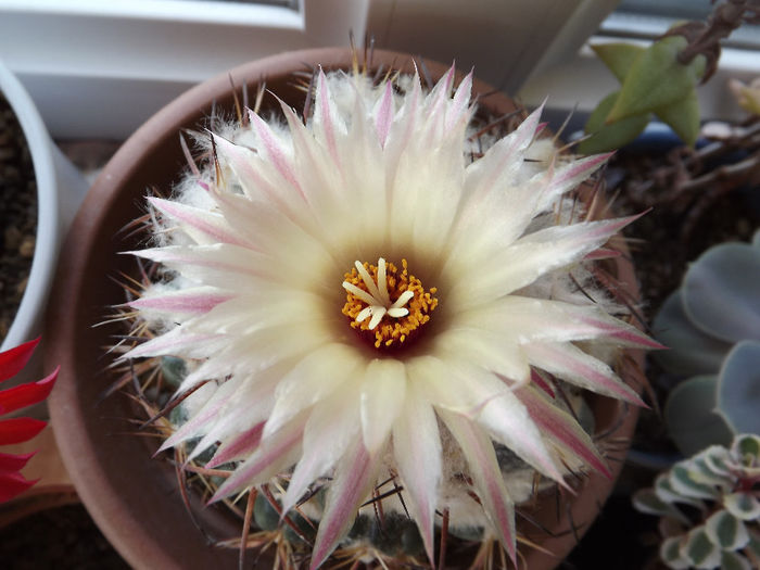 DSCF1549 - Flori cactusi I