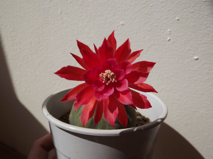 DSCF1550 - Flori cactusi I