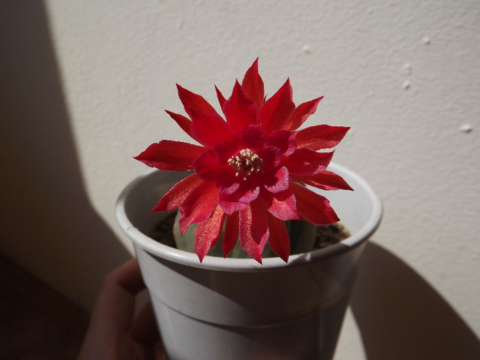 DSCF1551 - Flori cactusi I