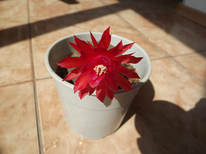 DSCF1552 - Flori cactusi I