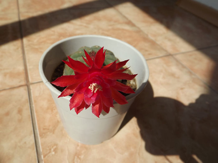 DSCF1553 - Flori cactusi I
