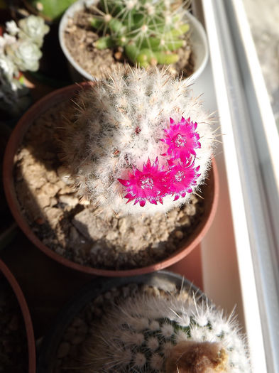 Mammillaria - Flori cactusi I