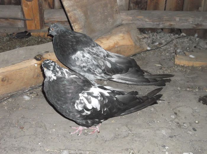 13202FE8 - gusati maghiari arhiva