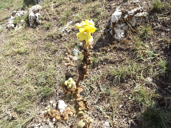 DSCF1732 - Flori salbatice