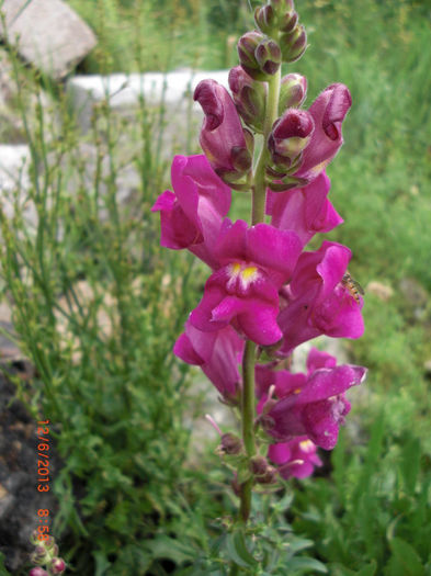 gura leului - Gradina Casa si Plante Rare sau Deosebite pentru Sanatate