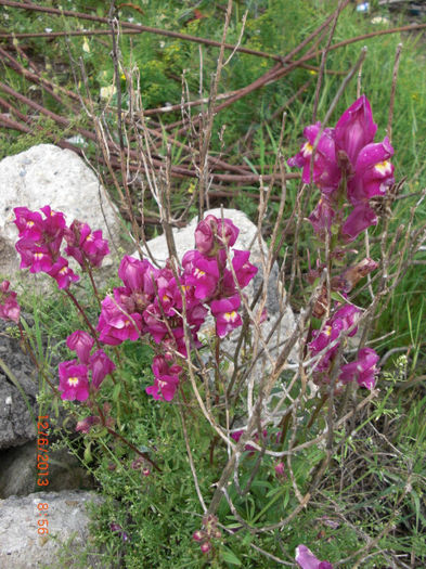 gura leului99 - Gradina Casa si Plante Rare sau Deosebite pentru Sanatate