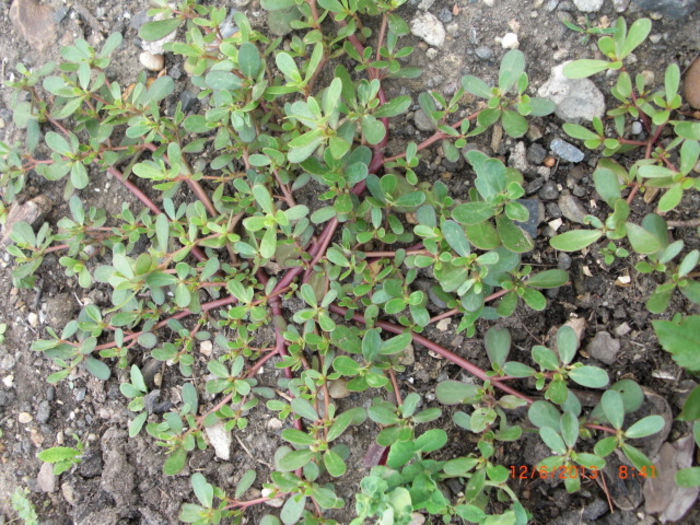 iarba grasa - Gradina Casa si Plante Rare sau Deosebite pentru Sanatate