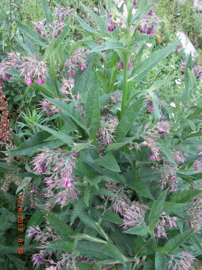 iarba lui Tatin - Gradina Casa si Plante Rare sau Deosebite pentru Sanatate