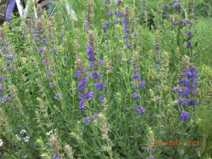 isop3 - Gradina Casa si Plante Rare sau Deosebite pentru Sanatate