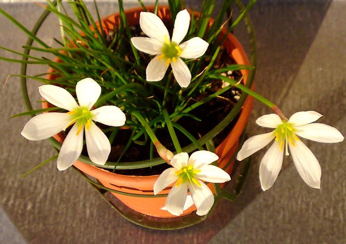 Zephyranthes  candida - Plante diverse