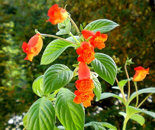 Gloxinia Bolivian Sunset - Plante diverse