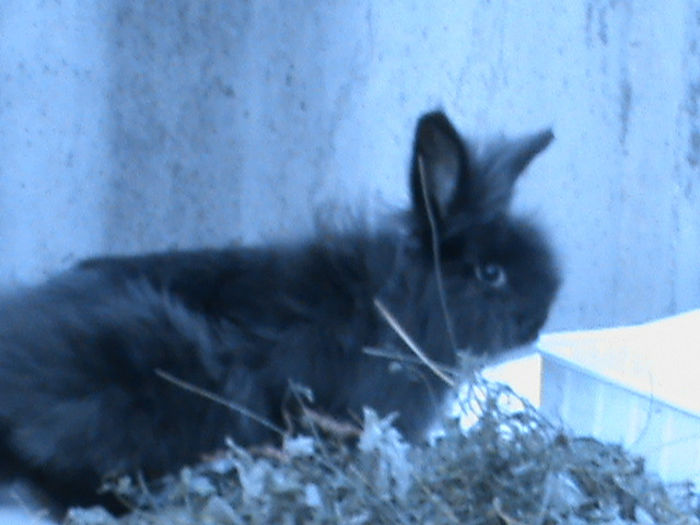 009 - ANGORA  august 2013 5 luni