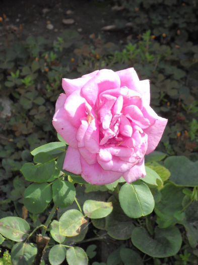 023 - TRANDAFIR 2013-2020