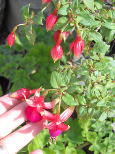 Mov cu margine  rosu-2.09.013