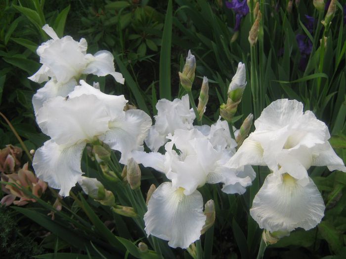 iris  Boule de Neige