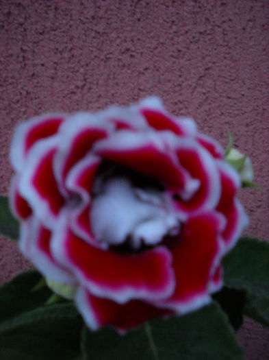Scarlet - 1GLOXINIA- 2013