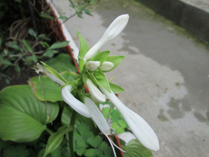 hosta - inceput de septembrie 2013