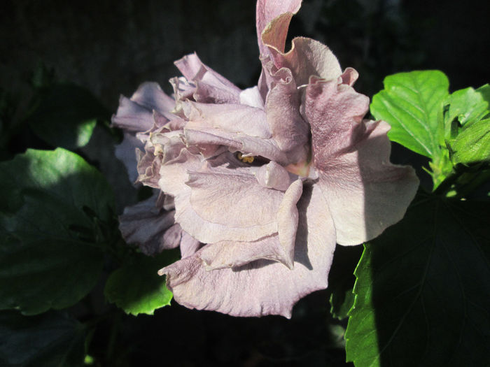 hibiscus - inceput de septembrie 2013