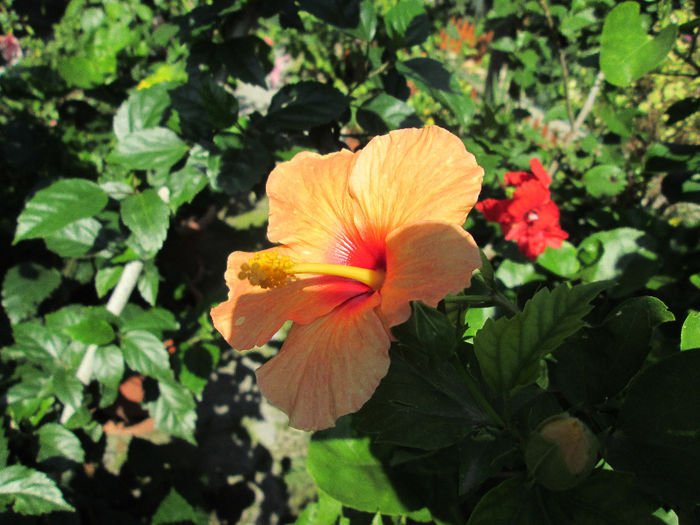 hibiscus - inceput de septembrie 2013