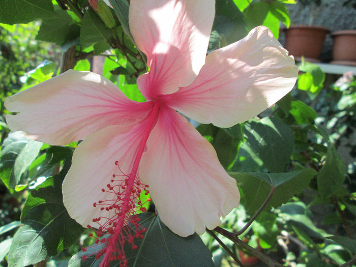 hibiscus - inceput de septembrie 2013