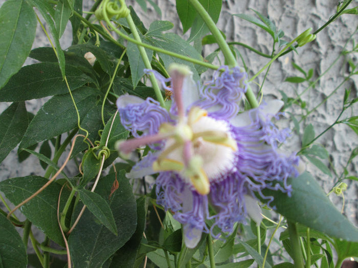 passiflora - inceput de septembrie 2013