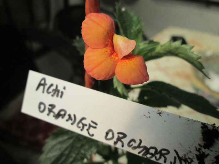 axchi orange orchard - inceput de septembrie 2013