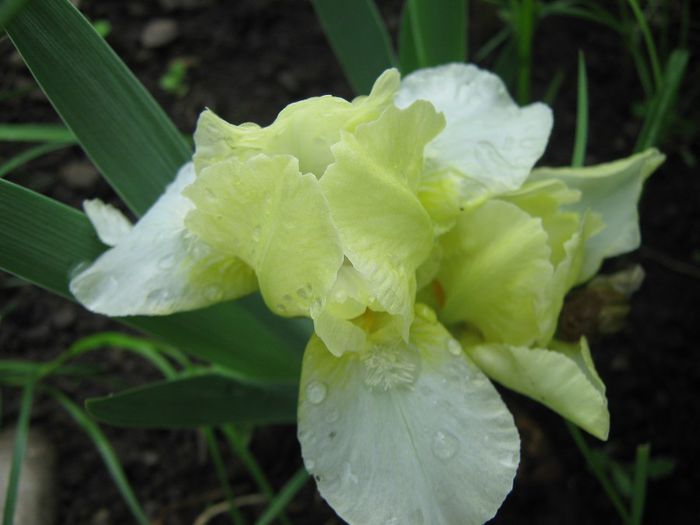 I.pumila