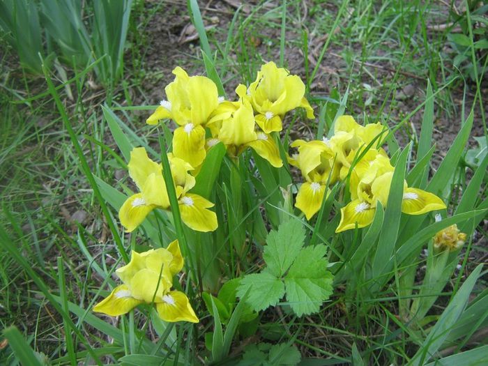 I.Pumila Baria