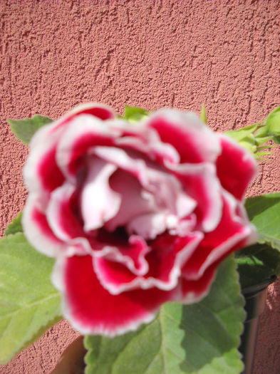 Scarlet -3 .09.013 - 1GLOXINIA- 2013