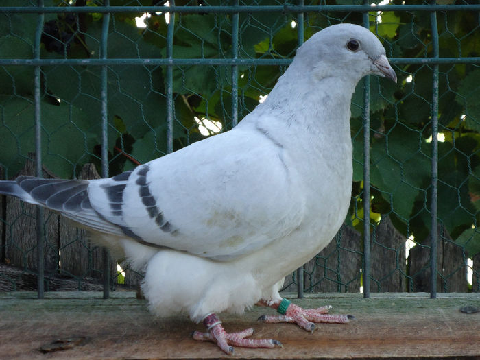DSC03603 - 3-ALBASTRU AZUR-2013
