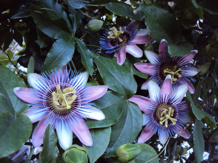 Passiflora alatocaerulea
