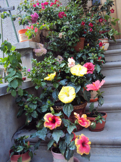 DSC09756 - Hibiscus