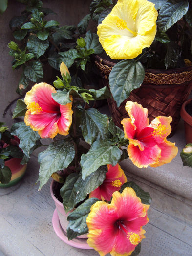 DSC09757 - Hibiscus