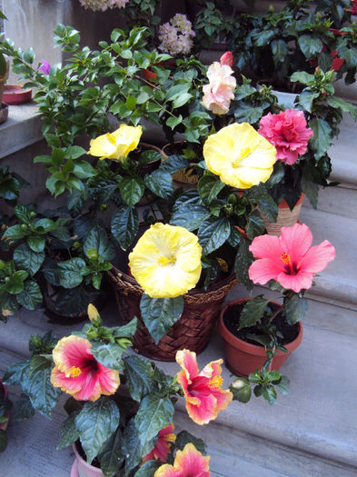 DSC09758 - Hibiscus