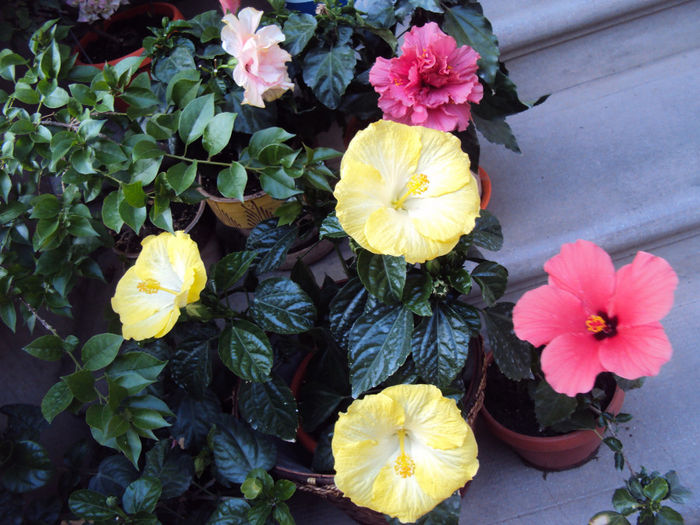DSC09759 - Hibiscus
